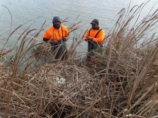 Rangers collecting swan eggs Photo © Ngarrindjeri Rangers