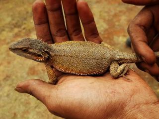 Western Bearded Dragon, Buldania. Photo: © Ngadju Conservation Aboriginal Corporation