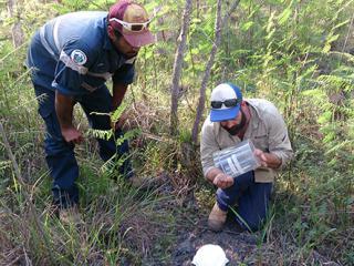 Releasing a weed control beetle. Photo: © Territory Natural Resource Management