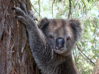 Koala Photo © Lorraine Phelan