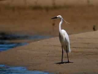 Little Egret. Photo: © Chels Marshall