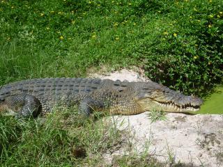 Estuarine crocodile. Photo: © Dawul Wuru Aboriginal Corporation