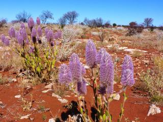 Ptilotus Flowers. Photo: © APY